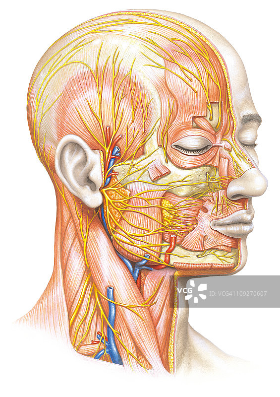 人脸肌肉和韧带插画图片素材