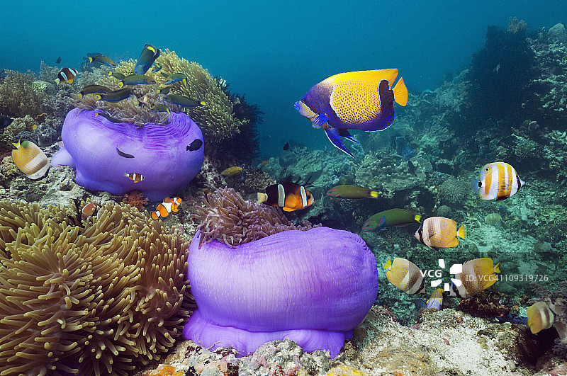 珊瑚礁上的热带鱼图片素材