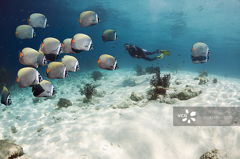 与珊瑚礁鱼类的潜水员图片素材