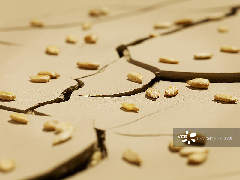 龟裂泥土上的种子特写图片素材