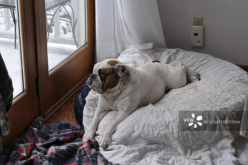 蕨类植物旁的狗图片素材