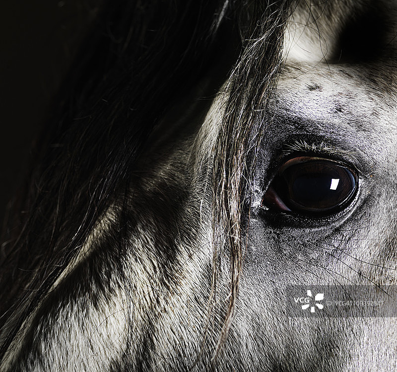 灰色马眼特写图片素材