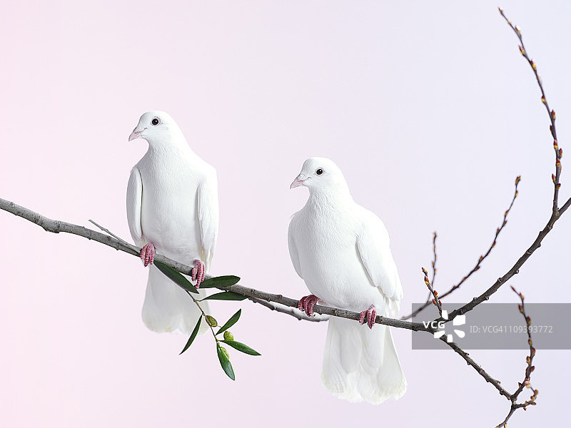 两只带有橄榄枝的白色鸽子图片素材