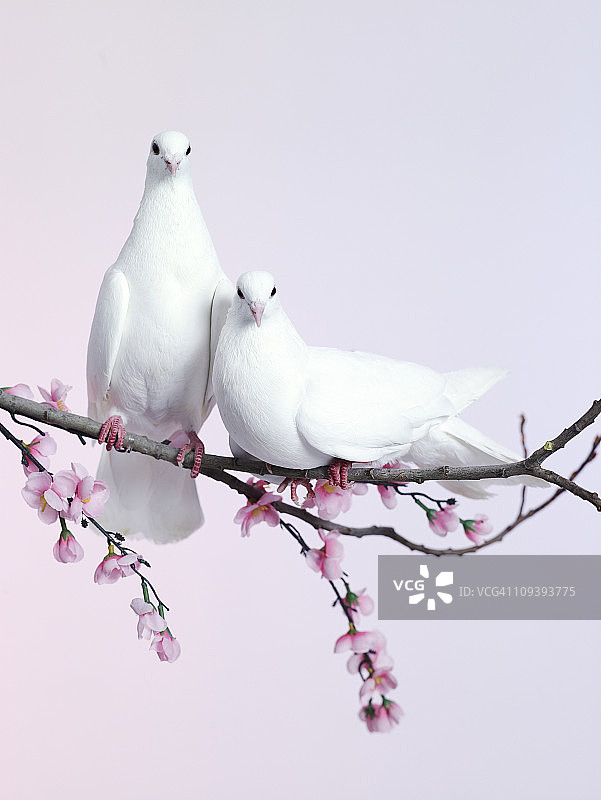 一对鸽子栖息在开花的树枝上图片素材