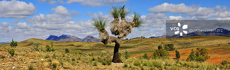 弗林德斯山脉的巨大黑童子树，南澳大利亚州图片素材