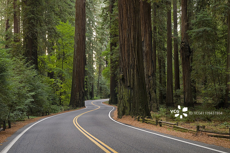 美国加利福尼亚州红杉森林公路图片素材