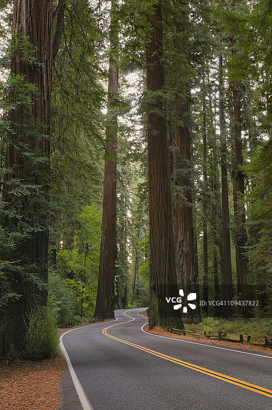 美国加利福尼亚州红杉森林公路图片素材