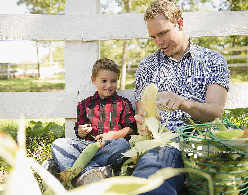 美国纽约弗兰德斯父子剥玉米（8-9岁）图片素材