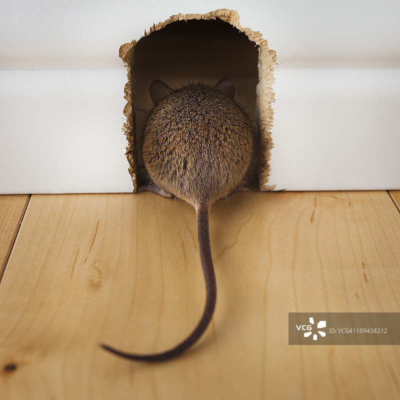 老鼠进入鼠洞的背部和尾巴图片素材