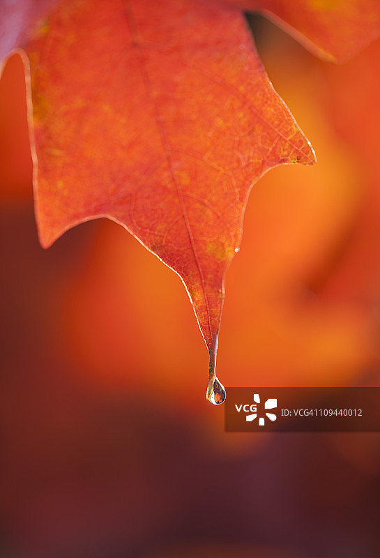 秋枫叶上的露珠图片素材