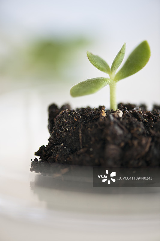 美国新泽西州泽西市：植物实验室图片素材