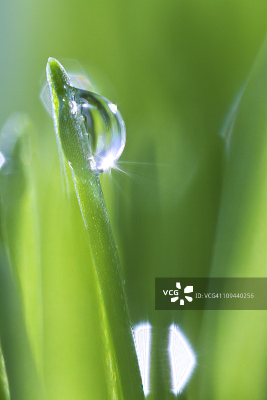 美国新泽西州泽西市草叶上的水滴图片素材