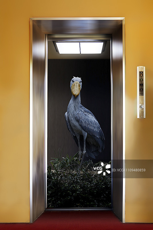 电梯上的鸟图片素材