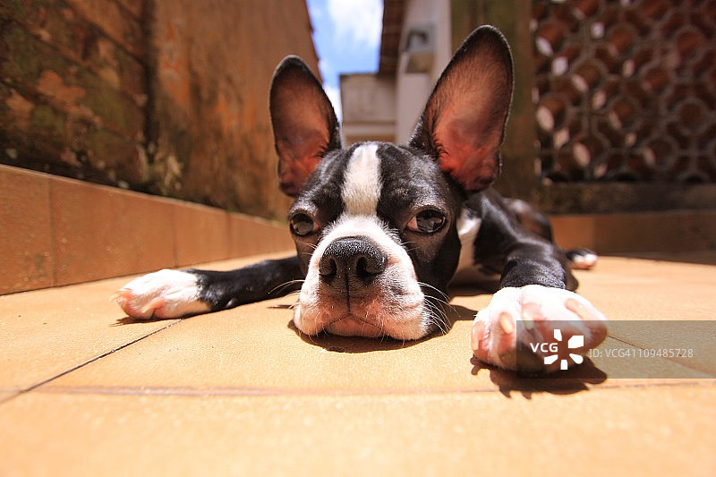 疲惫的波士顿梗犬图片素材
