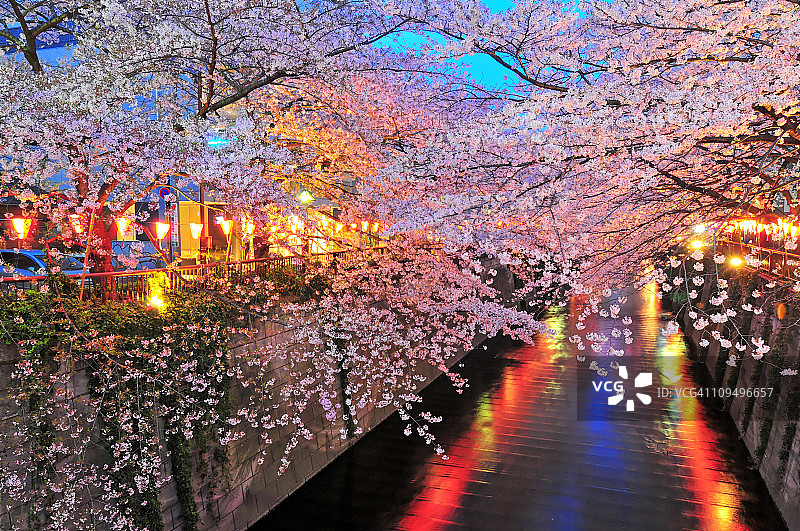 目黑川夜樱美景图片素材