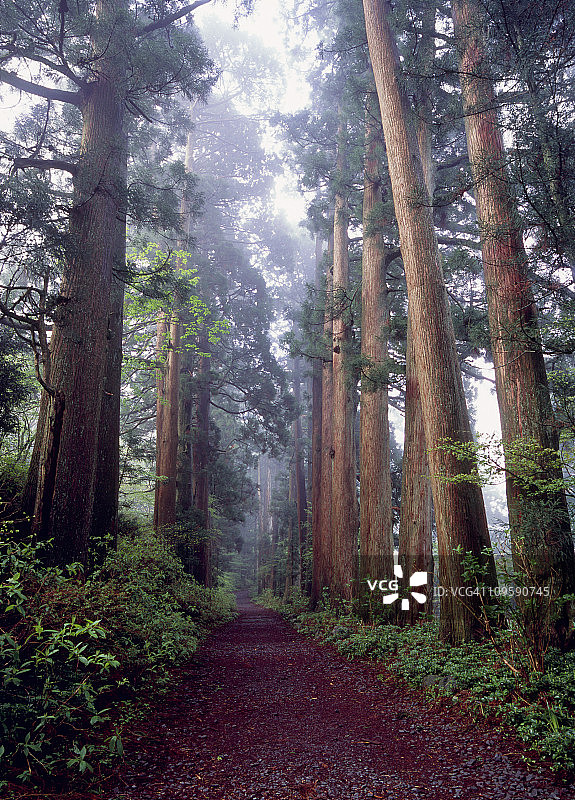 神奈川县箱根东海道古杉树大道图片素材