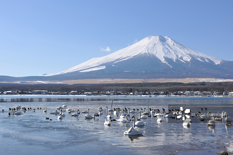 日本本州山梨县山中湖与富士山图片素材
