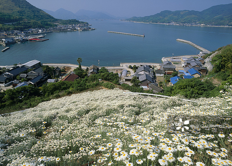 日本广岛县尾道市因岛的除虫菊花田图片素材