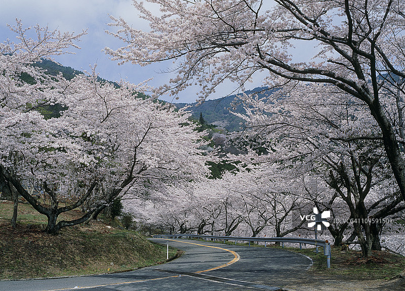 日本广岛县吴市野吕山道的樱花图片素材