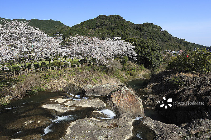 嬉野市轰瀑布公园的樱花，日本佐贺图片素材