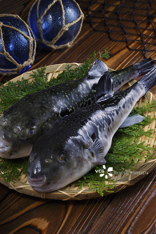 虎河豚图片素材