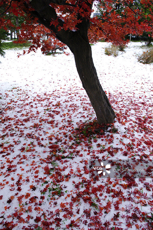 被雪覆盖的秋季枫树图片素材