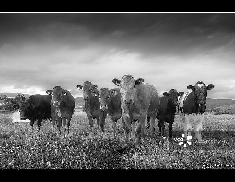 茄子！！图片素材