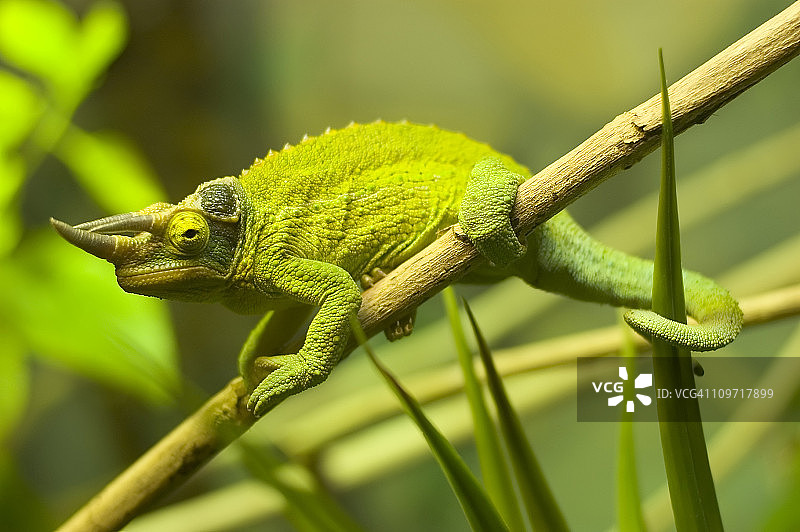 树枝上的角蜥图片素材