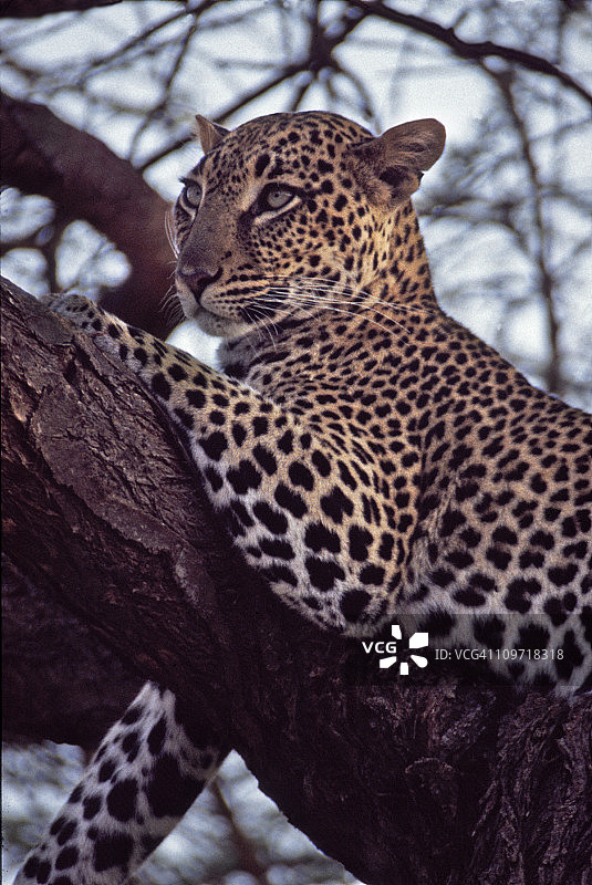 树上警惕的花豹图片素材