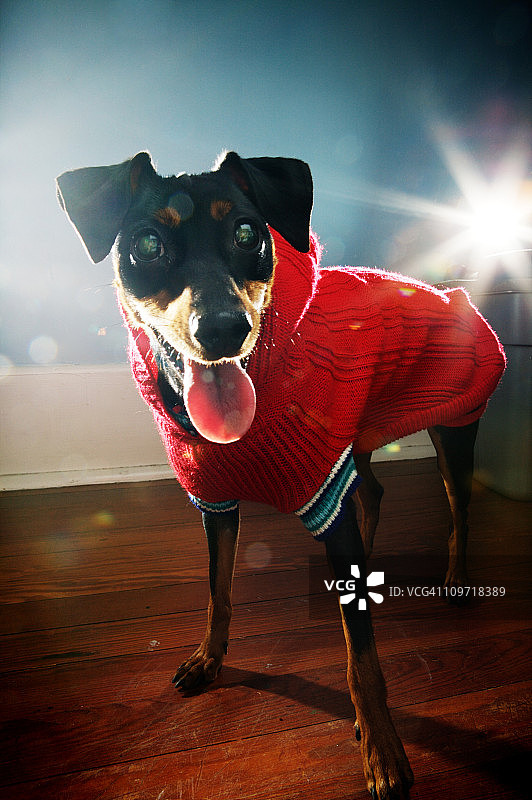 穿毛衣的小狗看向镜头图片素材