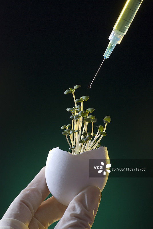 蛋壳幼苗滴落绿色液体注射器图片素材