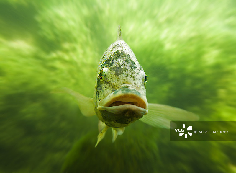 罗非鱼图片素材