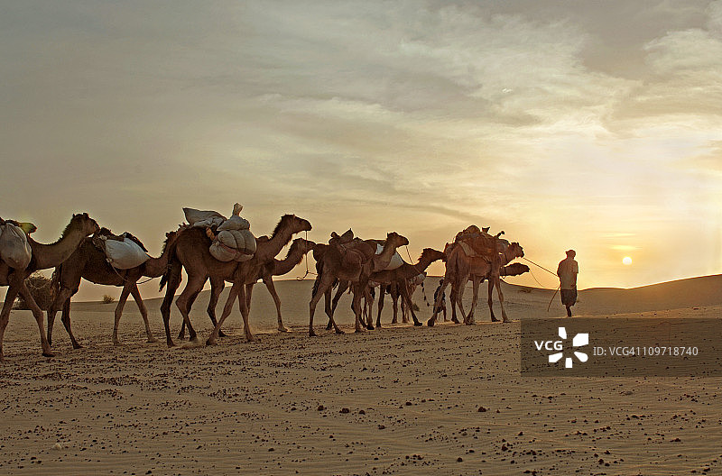 沙漠中的骆驼商队图片素材