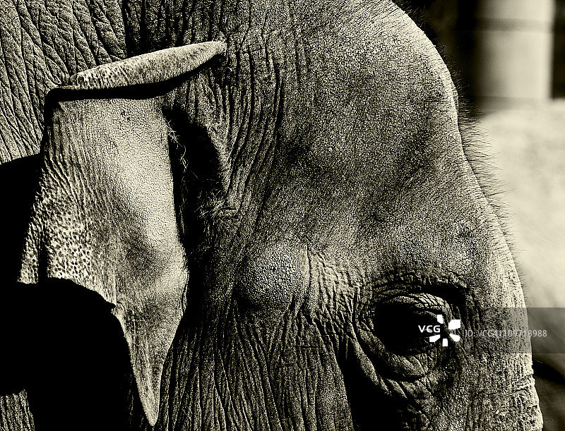 大象肖像图片素材