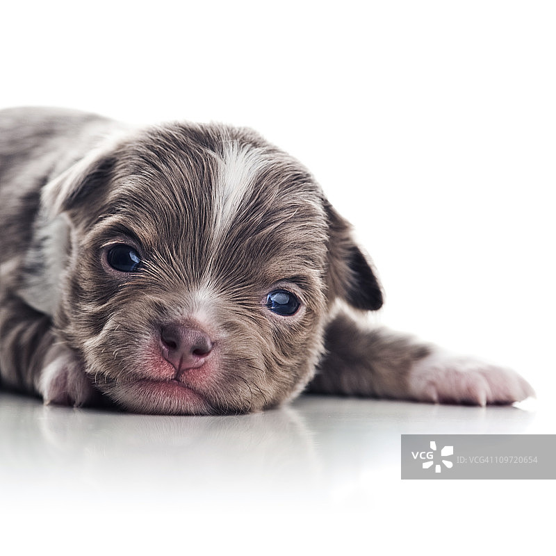 吉娃娃幼犬图片素材