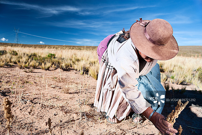 在玻利维亚奥鲁罗收集藜麦的玻利维亚妇女图片素材