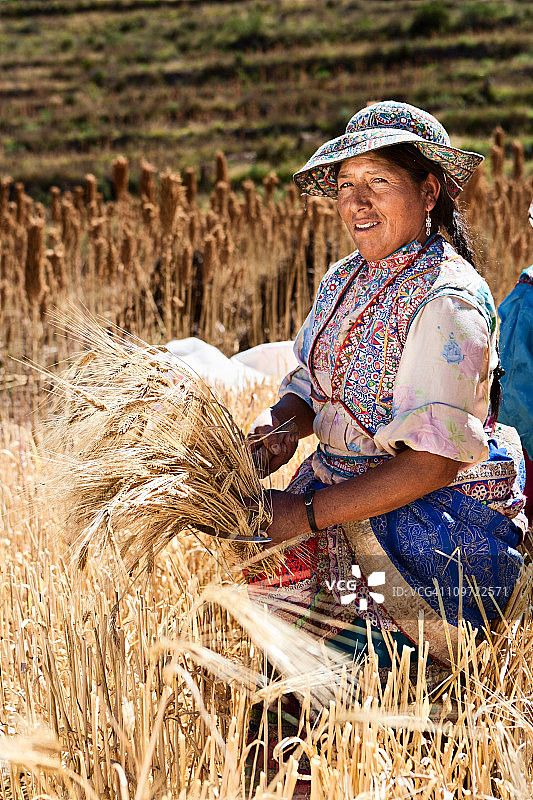 身着民族服装的秘鲁妇女在科尔卡峡谷收割黑麦图片素材