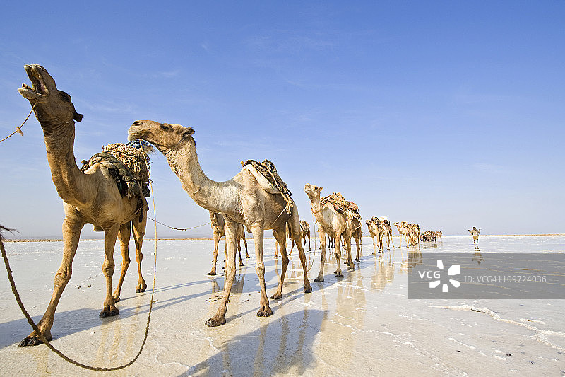 埃塞俄比亚达纳基勒沙漠的盐商驼队图片素材
