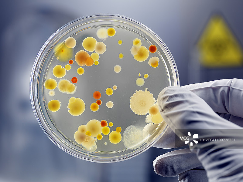 戴手套的手拿着带有细菌培养皿图片素材