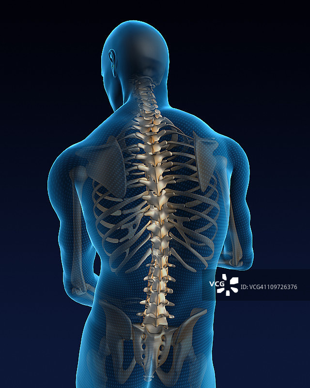 人类背部图片素材