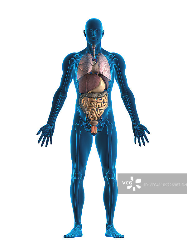 人体内部器官图片素材