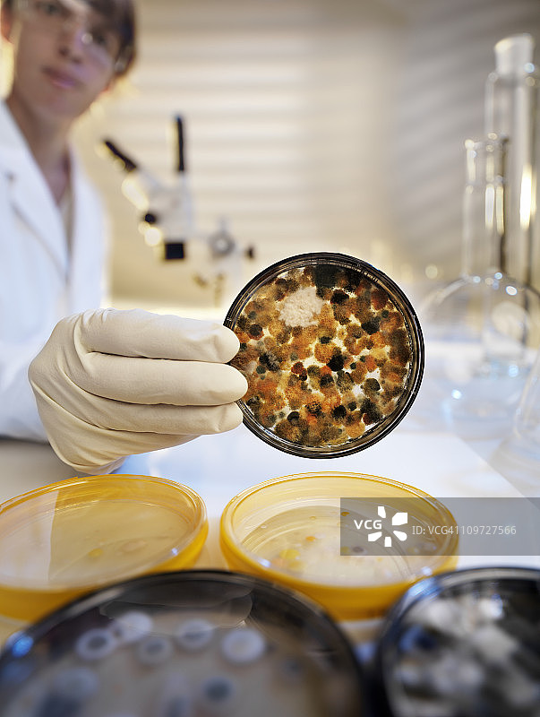 分析琼脂果冻上的霉菌培养物，实验室场景图片素材
