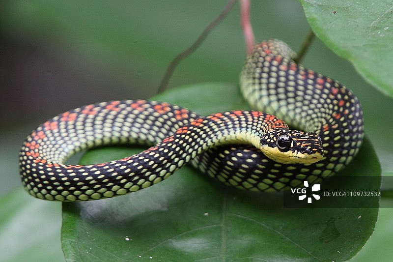 天堂树蛇图片素材
