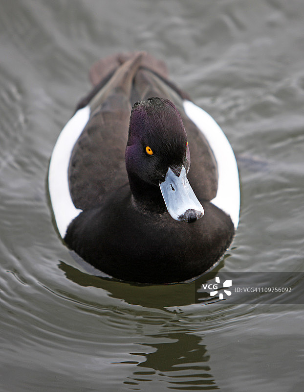 环颈鸭图片素材