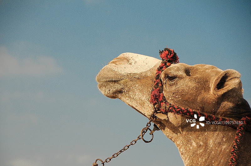 骆驼图片素材