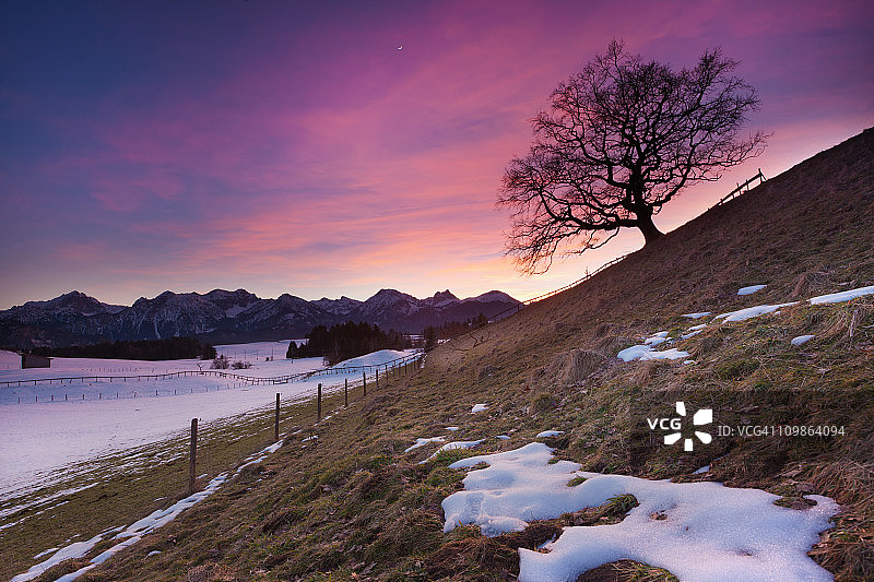 德国巴伐利亚阿尔高地区的橡树图片素材
