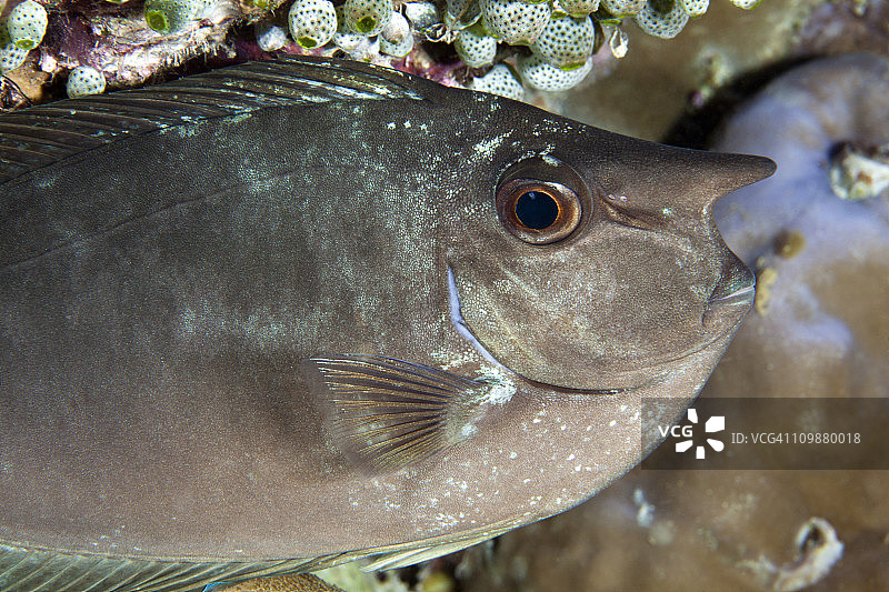 单角鼻鱼图片素材