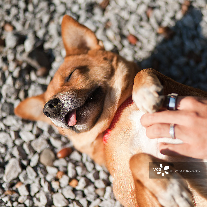享受抚摸肚子的日本柴犬图片素材