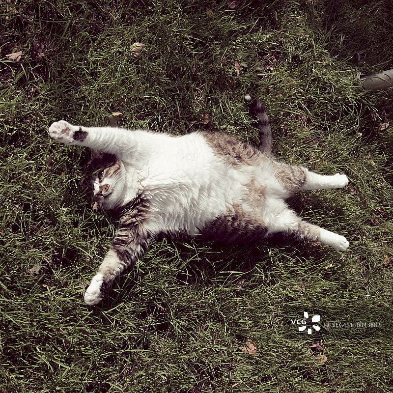 慵懒的日光浴者图片素材