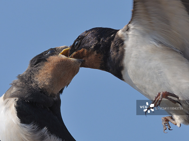 家燕喂养刚离巢的幼鸟图片素材